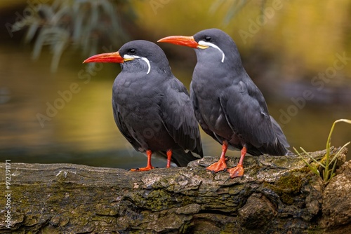 Photography Two Inca terns perched on a log with a blurred natural background