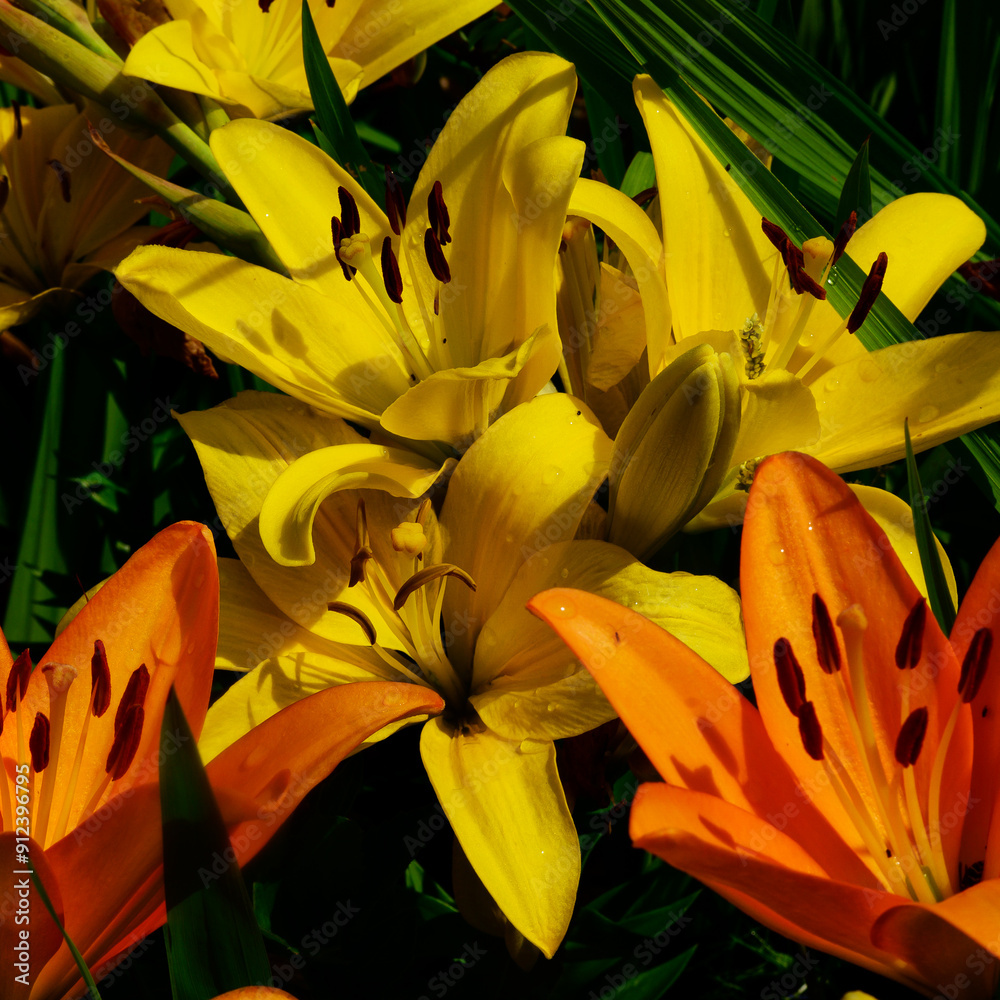 Obraz premium Vibrant Yellow and Orange Lilies in Full Bloom