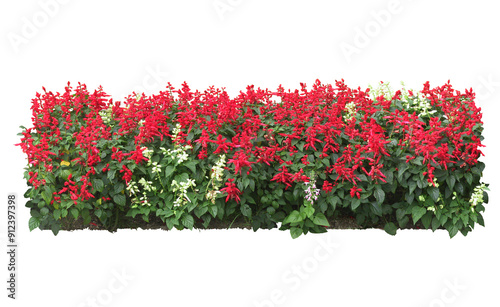 flower garden plant and flower on white background with clipping path, 3d illustration, 3d rendering