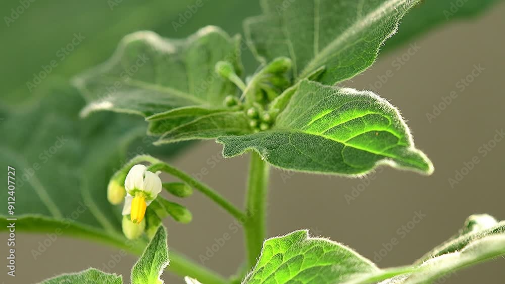 Solanum nigrum, medicinal plant with flowers and leaves, closeup Solanum nigrum, medicinal plant with flowers and leaves, closeup