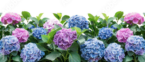 PNG Hydrangea flowers garden carnation geranium.