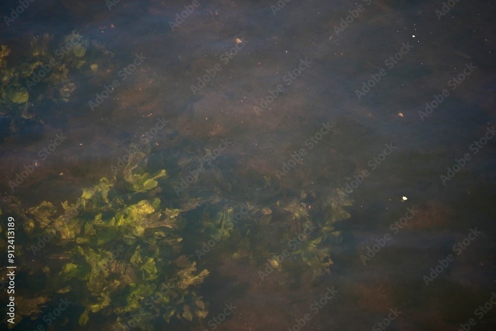 Background photo of algae in the water, view from above. Background photo of algae in the water, view from above.