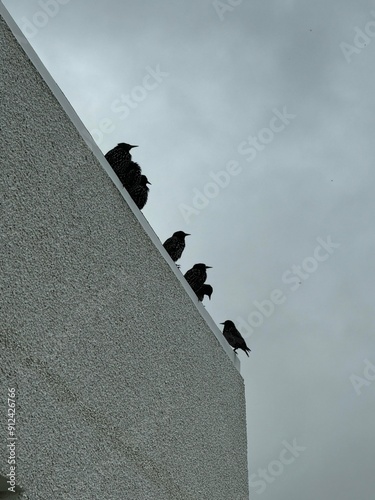 birds on the roof