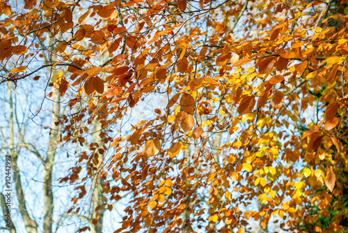 beautiful colored autumnal foliage of a birch tree in front of blue sky growi...