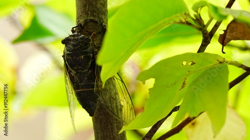 The sound of Cryptotympana facialis (black cicada) singing [sound on] photo