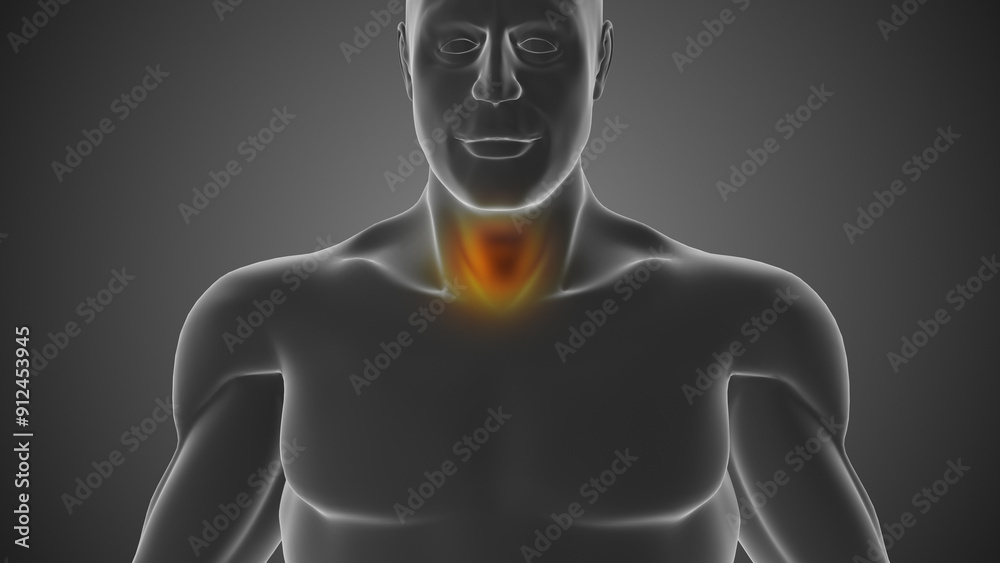 human body anotomy causing sore throat human body anotomy causing sore throat