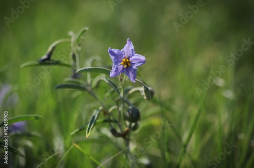 Silverleaf nightshade flower (Solanum elaeagnifolium) photo