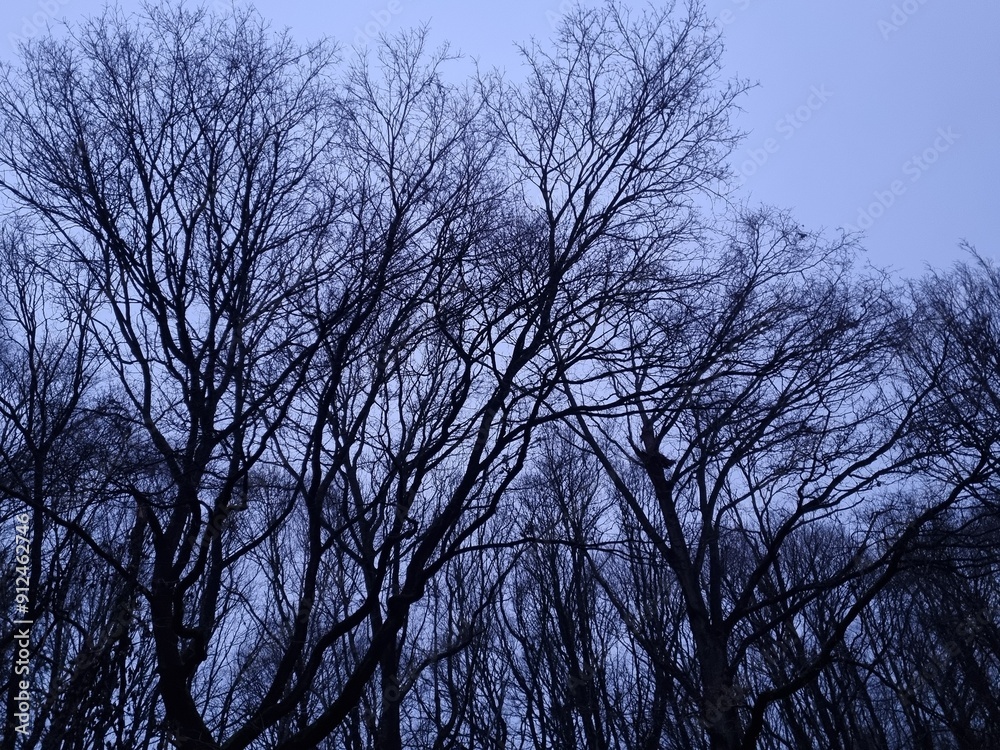 evening trees evening trees