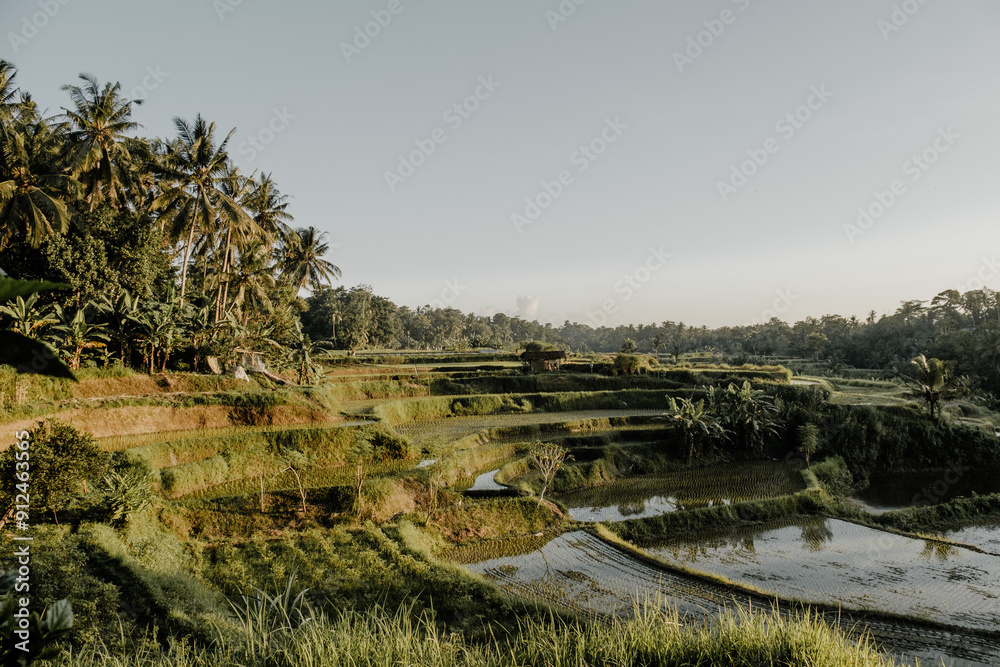 Rice terraces in Bali Indonesia Rice terraces in Bali Indonesia