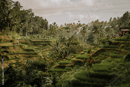 Rice terraces in Bali Indonesia