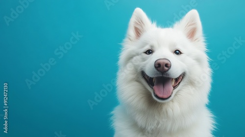 Happy Samoyed Dog Smiling Against a Bright Blue Background