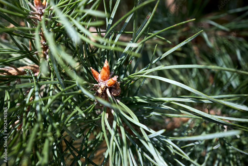 Pinus sylvestris Scotch pine European red pine Scots pine or Baltic pine closeup macro selective focus branch with cones flowers and pollen over out of focus background with copyspace. Pinus sylvestris Scotch pine European red pine Scots pine or Baltic pine closeup macro selective focus branch with cones flowers and pollen over out of focus background with copyspace.