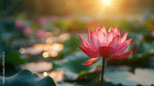 Wallpaper Mural Pink Lotus Flower in a Pond with Sunset Torontodigital.ca