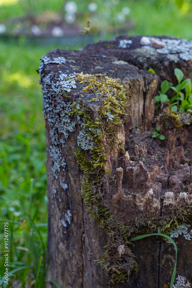 An old stump that remained after a tree was cut down. A beautiful part of forest nature. The stump is covered with moss An old stump that remained after a tree was cut down. A beautiful part of forest nature. The stump is covered with moss