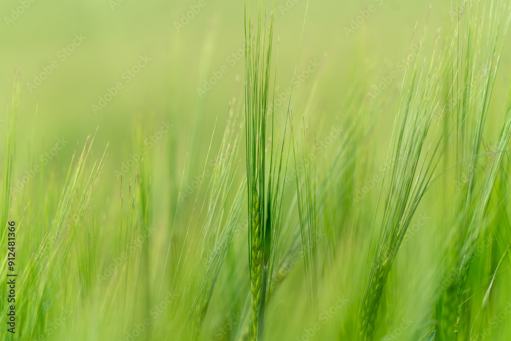 close up of green fields of Andalsnes in Norway in summer close up of green fields of Andalsnes in Norway in summer
