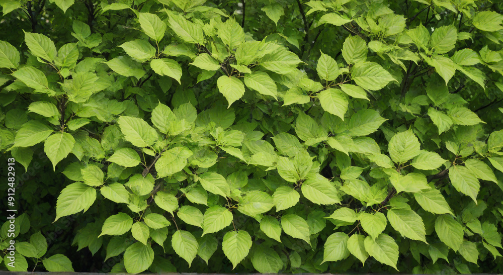 Fototapeta premium green leaves background