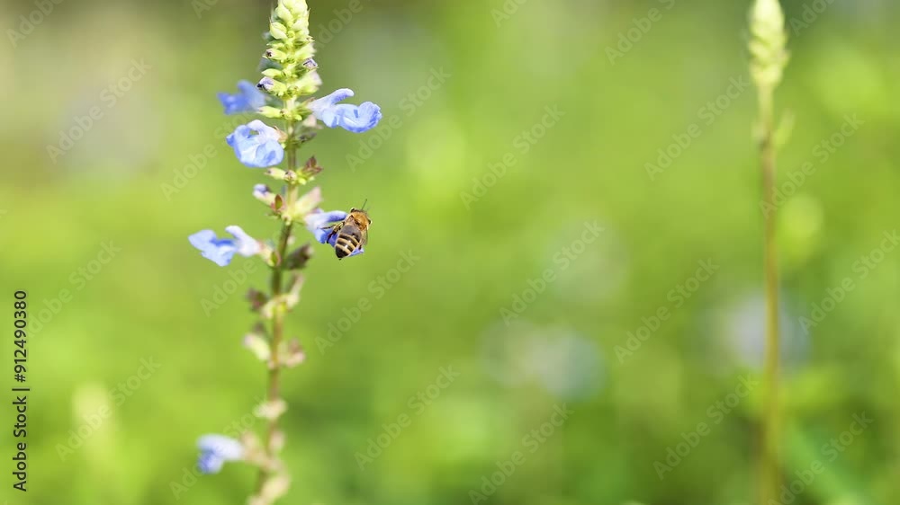 Bee Pollinating Salvia Uliginosa Flower Bee Pollinating Salvia Uliginosa Flower
