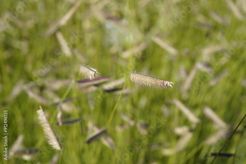 close-up image of mosquito grass (bouteloua gracilis) photo