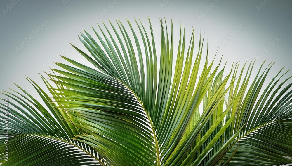 Palm Leaf - Long and elegant. Palm Leaf - Long and elegant.