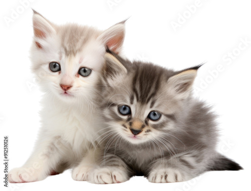 PNG Mammal animal kitten pet.