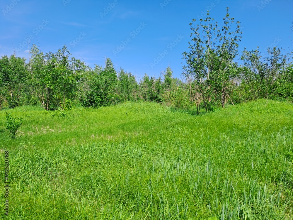 Obraz premium landscape with trees, grass and sky