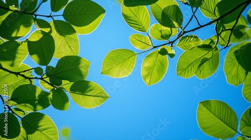  green tree branches in blue and sunny sky. bottom up view. for ceiling decoration image, natural landscape