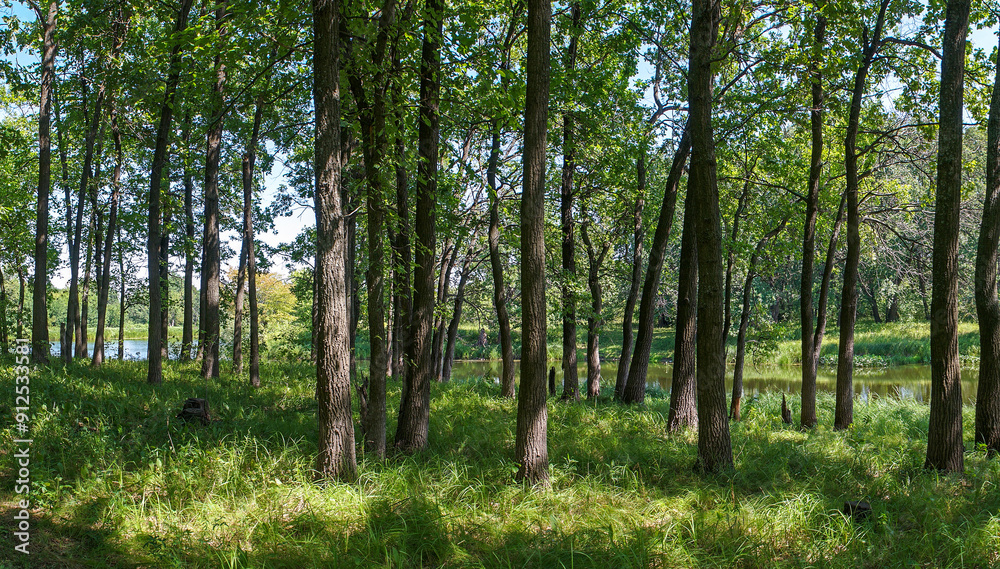 Panorama of the forest on a quiet sunny summer day. Panorama of the forest on a quiet sunny summer day.