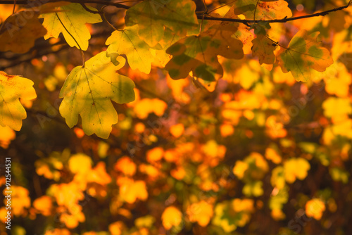 Sunshine penetrates autumnal maple leaves on a branch, slightly out of focus, creative photo, background photo, autumnal impressions, fineartphoto, moody photo