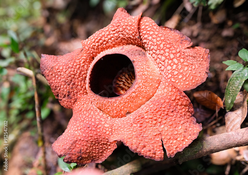 The biggest reflesia arnoldii flower, Rafflesia arnoldii is one of the rare flora in Indonesia. This flower has a distinctive foul odor which is useful in the pollination process. photo