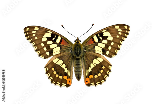 Speckled Wood Butterfly, Pararge aegeria: A Stunning Side Profile Isolated on White photo