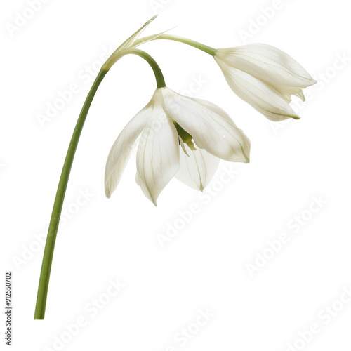 A delicate snowdrop, delicate illustration of a white flower with graceful petals and a slender stem, symbolizing purity and tranquility.