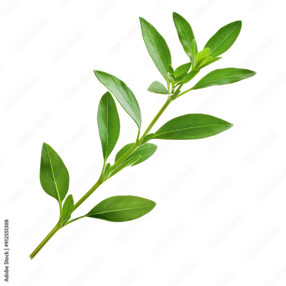 A single savory sprig, green branch with vibrant leaves, perfect for nature themes, botanical designs, and eco-friendly concepts. A single savory sprig, green branch with vibrant leaves, perfect for nature themes, botanical designs, and eco-friendly concepts.