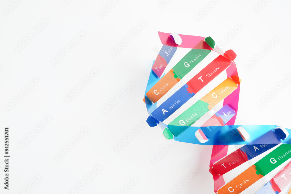 DNA molecule spiral structure model isolated on white background, chromosome and gene chemical science biology. DNA molecule spiral structure model isolated on white background, chromosome and gene chemical science biology.