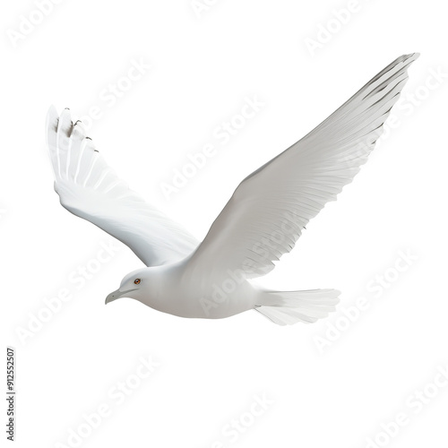 seagull isolated on white