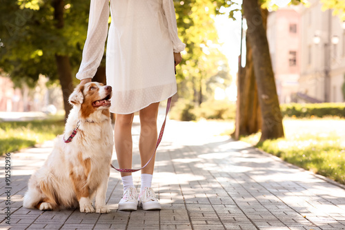 Cute Australian Shepherd do...