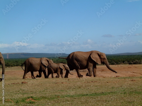 Herd of Elephants in South Africa 