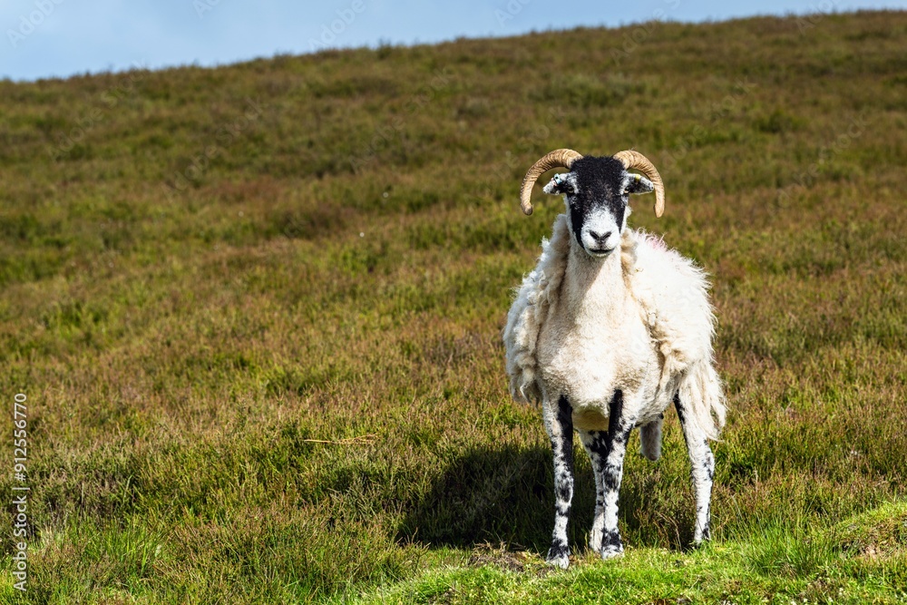 Sheeps in North York Moors National Park, Yorkshire, England Sheeps in North York Moors National Park, Yorkshire, England