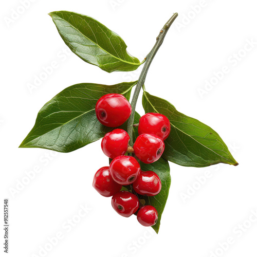 A ripe wintergreen berry, red berries with green leaves, perfect for seasonal decor or natural-themed projects. photo
