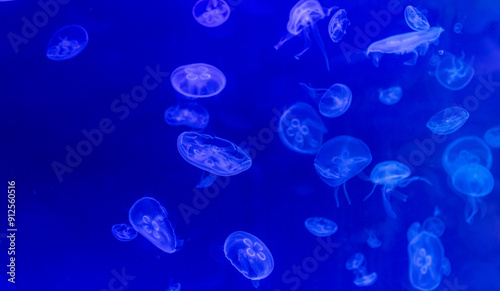 The Mesmerizing Beauty of Jellyfish