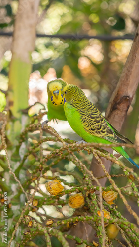 Teneryfa Papużki Loro Park