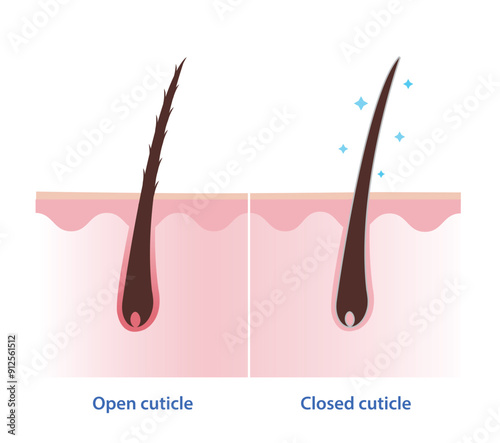 Comparison of open and closed hair cuticle on scalp layer vector illustration isolated on white background. Cross section of hair shaft without conditioner and with conditioner. Hair care concept.