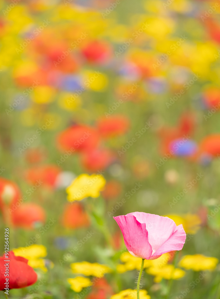Obraz premium Wild Meadow Flowers At Snowshill In The Cotswolds