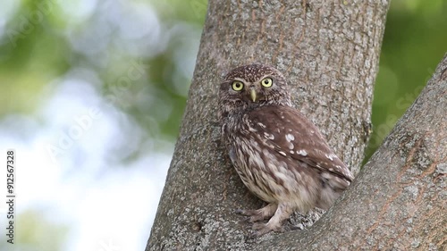 Little owl, Athene noctua. An adult bird sits in a tree between two trunks, looking around