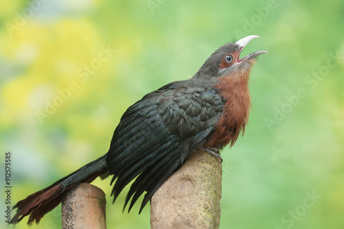 A young chestnut-breasted malkoha hunts for small insects on a rotting tree trunk. This beautifully colored bird has the scientific name Phaenicophaeus curvirostris. photo