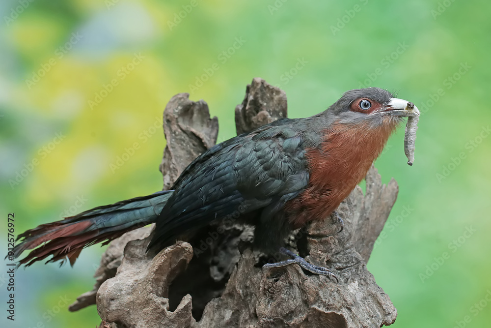 Fototapeta premium A young chestnut-breasted malkoha is preying on a caterpillar. This beautifully colored bird has the scientific name Phaenicophaeus curvirostris.