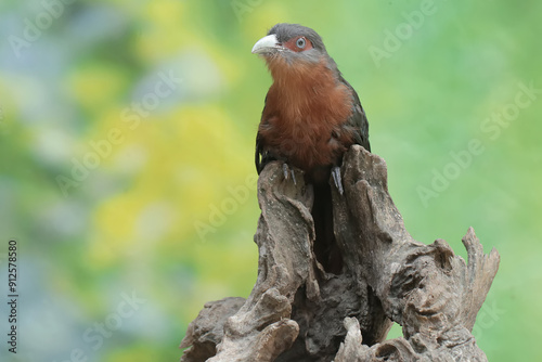 A young chestnut-breasted malkoha hunts for small insects on a rotting tree trunk. This beautifully colored bird has the scientific name Phaenicophaeus curvirostris. photo