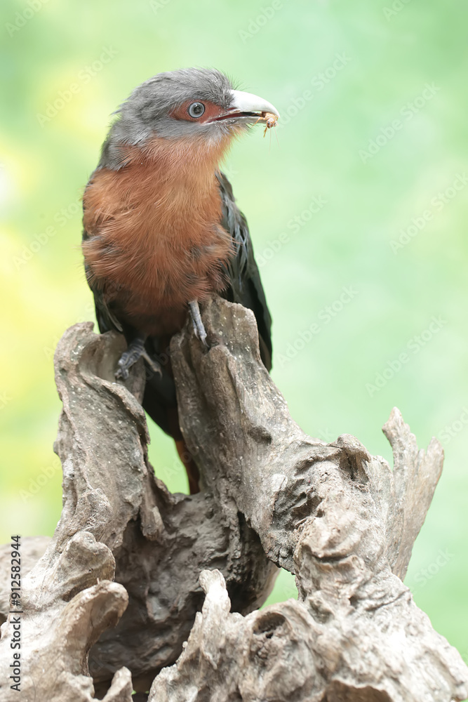 A young chestnut-breasted malkoha is preying on a cricket. This beautifully colored bird has the scientific name Phaenicophaeus curvirostris. A young chestnut-breasted malkoha is preying on a cricket. This beautifully colored bird has the scientific name Phaenicophaeus curvirostris.