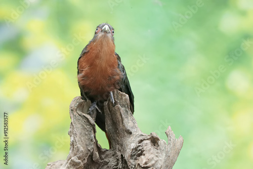 A young chestnut-breasted malkoha hunts for small insects on a rotting tree trunk. This beautifully colored bird has the scientific name Phaenicophaeus curvirostris. photo