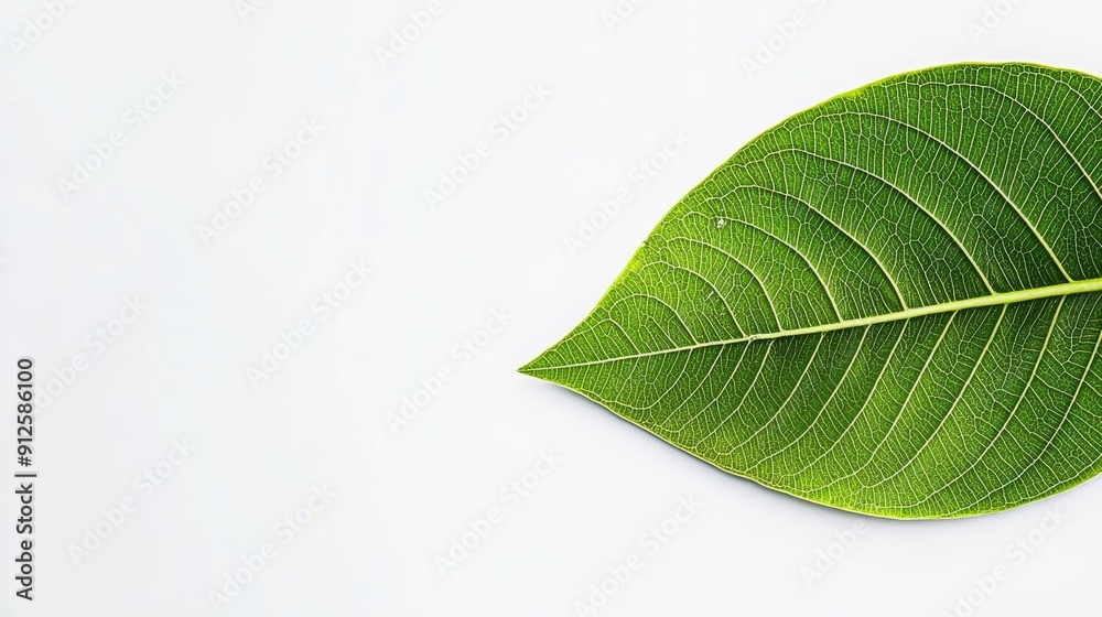 Obraz premium A close-up of a leaf with visible damage from air pollution