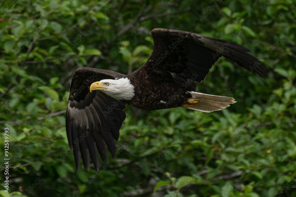 Fototapeta premium Bald eagle flying with open wings